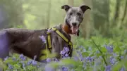 Dogs Trust Warns of Toxic Spring Plants Posing Danger to Canine Companions