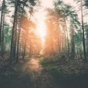 Eagle Owl Spotted in Wolverhampton: Apex Predator 'Shouldn't Be in UK'
