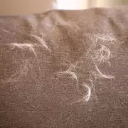Fabric Softener Hack Removes Cat Hair from Clothes Instantly