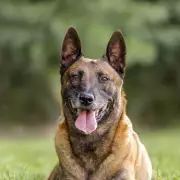 Farm Worker's Agony After Shooting Dog to Protect Sheep in Derbyshire