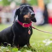 Free 'Crufts-Style' Dog Fair Returns to Sandwell Valley Near Birmingham