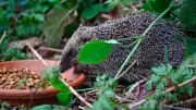 Hedgehog Awakening: Experts Urge Caution as Spiky Garden Visitors Emerge