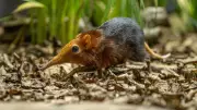 Historic UK First: Rare Elephant Shrews Born at Hertfordshire Zoo