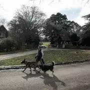 New Dog Walking Law in England Brings Prison Time and Unlimited Fines