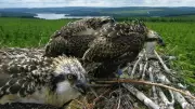 Osprey Watch Returns to Kielder for 2026 Season, Offering Birdwatching Sessions