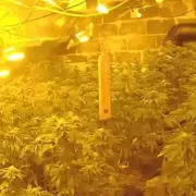 Police Uncover £200k Cannabis Farm in Midlands Bungalow, Man Jailed