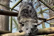 Rare Binturong Arrives at Drayton Manor Zoo in Conservation Effort