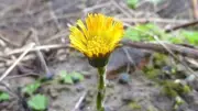 Spring Awakens on Sefton Coast: Coltsfoot Leads Early Dune Bloom