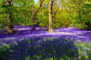 Top 16 Bluebell Spots in Birmingham & West Midlands for Spring 2026