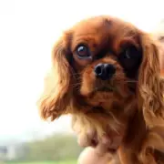 UK Government Considers Ban on 17 Terrier and Spaniel Breeds Over Health Concerns