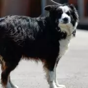 UK Government Considers Ban on 67 Dog Breeds Including Border Collies and Staffies