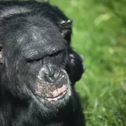 Welsh Mountain Zoo Issues Warning After Chimpanzee Stillbirth