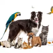 West Midlands Police Records Over 500 Pet Thefts in Five-Year Period