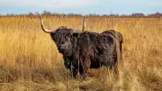 Wicken Fen's Highland Cow Speedwell Celebrates 20th Birthday Milestone