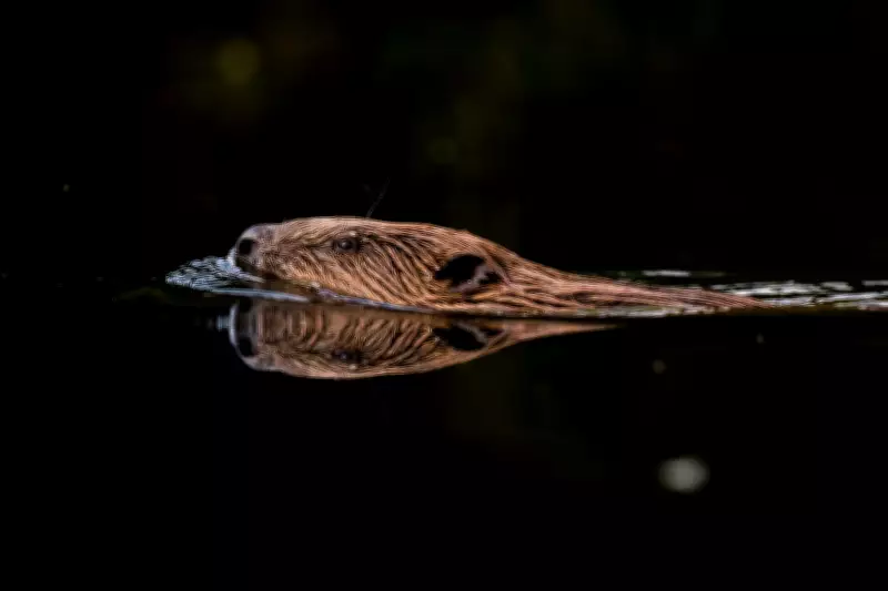 50 'Vulnerable' Wild Beavers to Be Released in West Midlands After Illegal Releases