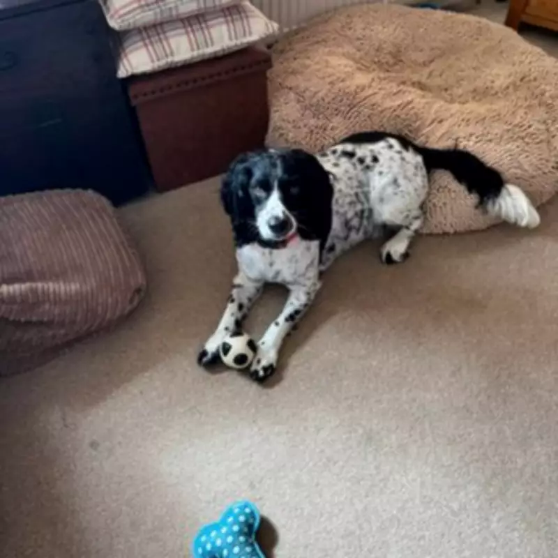 Anglesey Dog Owner Warns of Adder Danger After Beloved Pet Dies