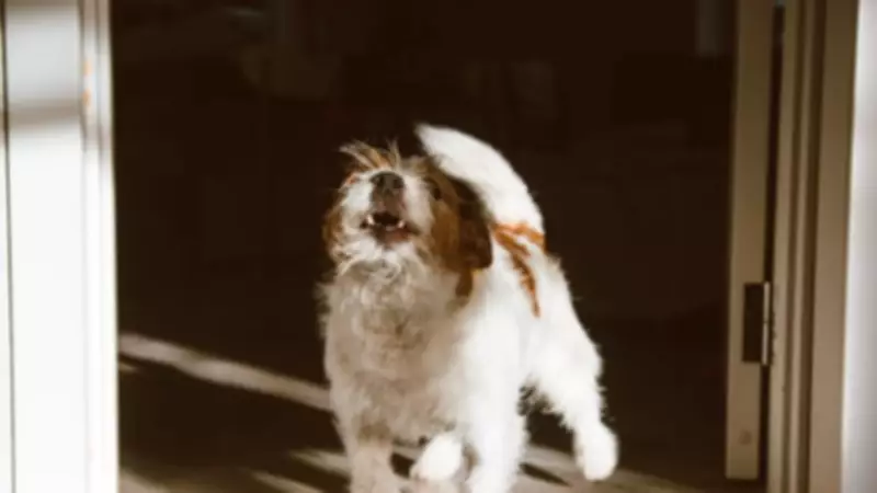 Barking Dog Noise: Legal Consequences and How Councils Can Intervene