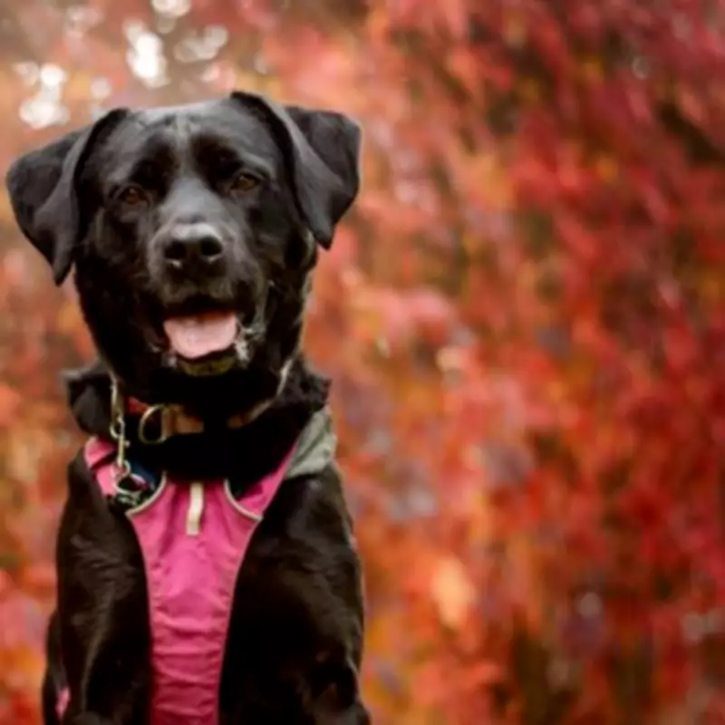 Bella Boo Finds Forever Home After 600 Days at Dogs Trust Kenilworth