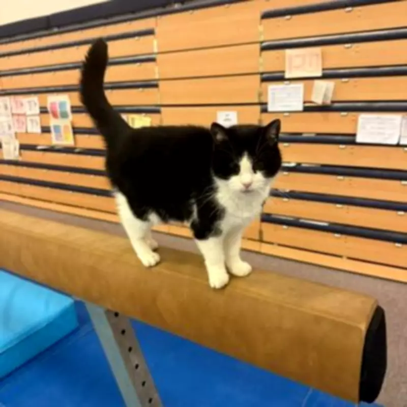 Beloved Alexander Stadium Cat Millie Dies After 16 Years, Tributes Flow