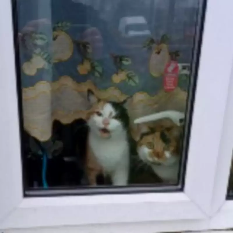 Birmingham Cat Owner Banned for Eight Years After Neglect Conviction