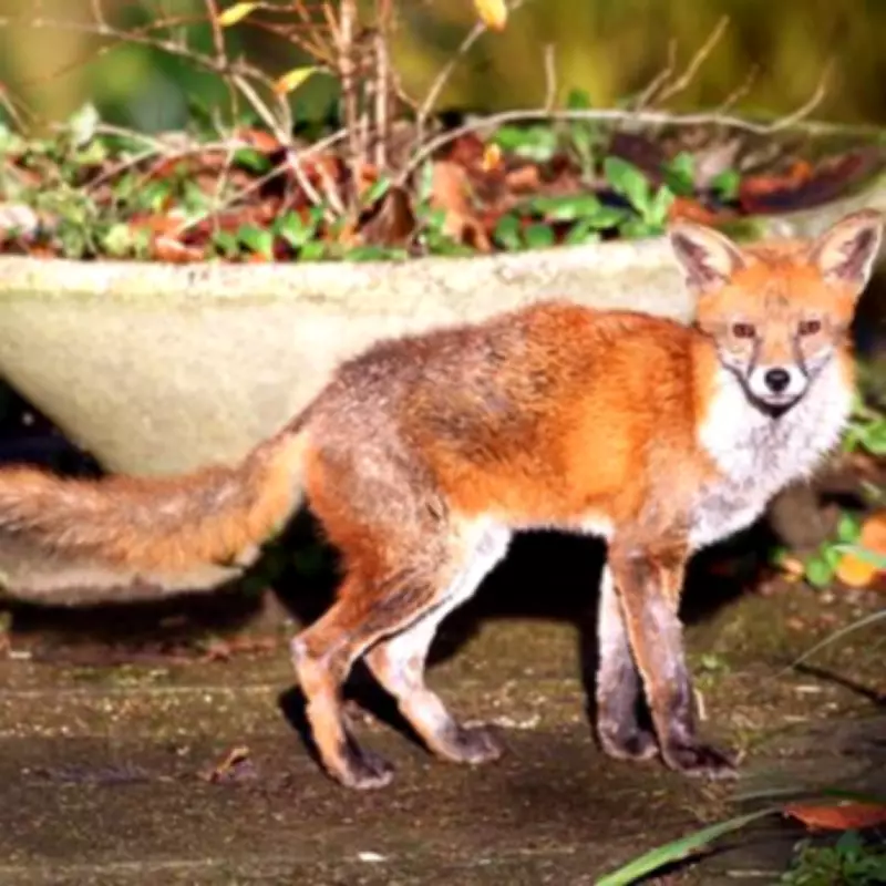 Birmingham's Urban Foxes Thrive During Year-Long Bin Strike, HS2 Displacement