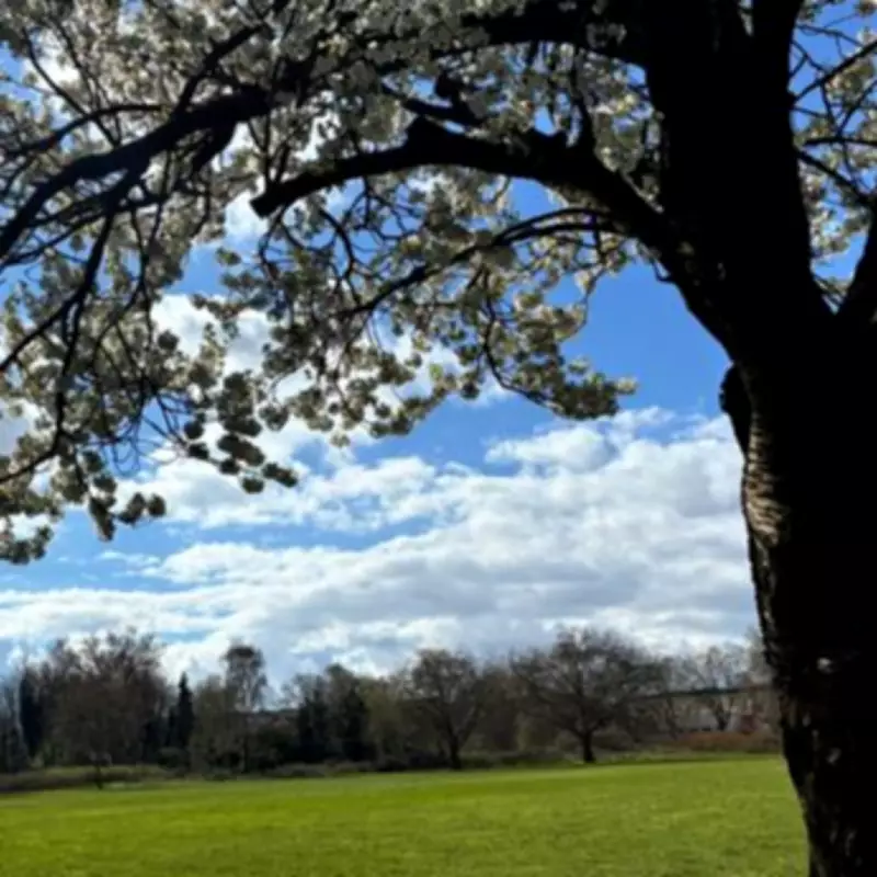 Black Patch Park's Hollywood Secret: The Charlie Chaplin Birthplace Claim