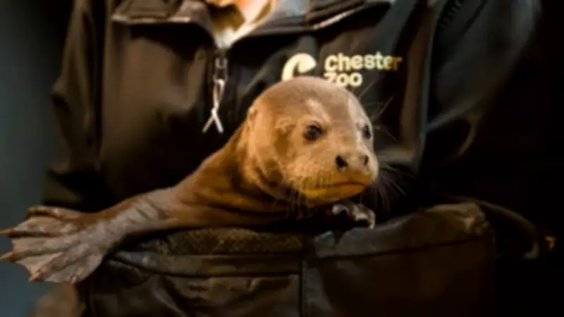 Chester Zoo Welcomes Rare Giant Otter Triplets in Conservation Boost
