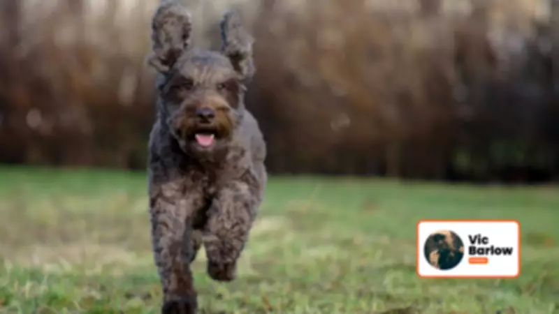 Choosing the Right Dog Breed for Your Lifestyle and Activity Level