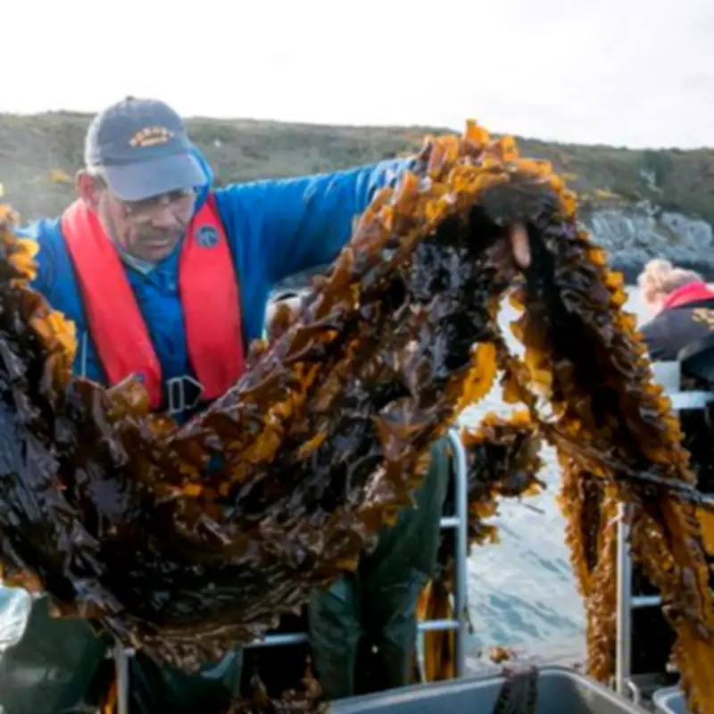 Community-Owned Seaweed and Shellfish Farm Expands in West Wales