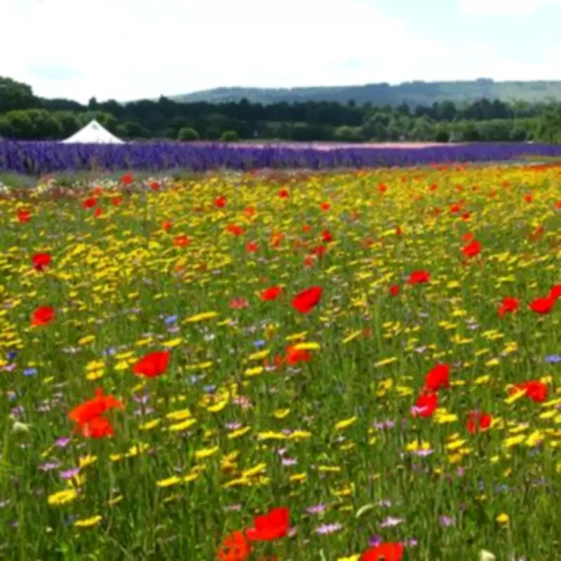 Confetti Flower Fields Near Birmingham Open for Limited Summer Season