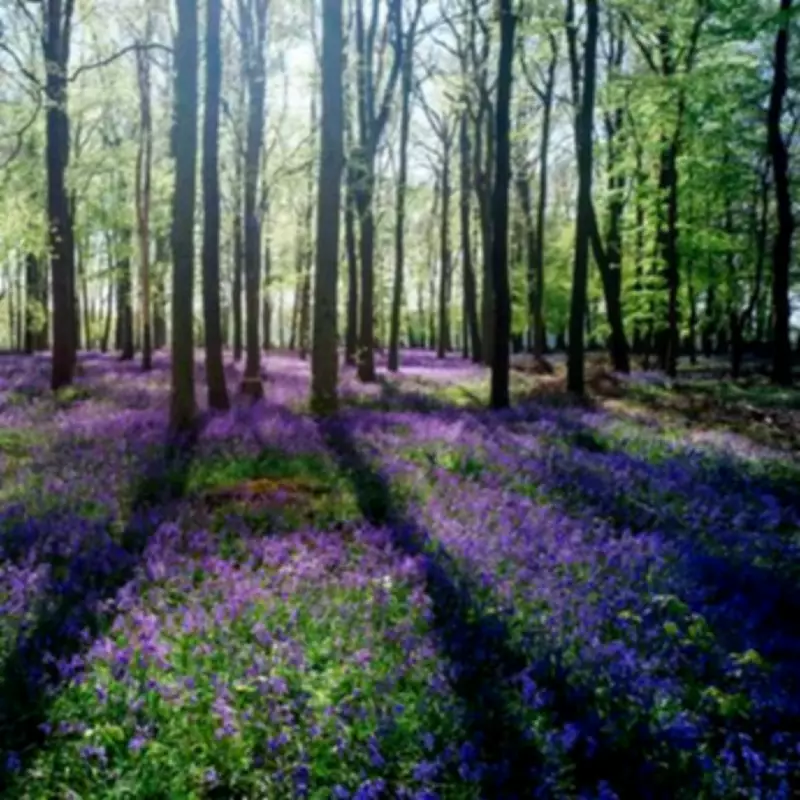 Discover the Best National Trust Bluebell Woods Near Birmingham