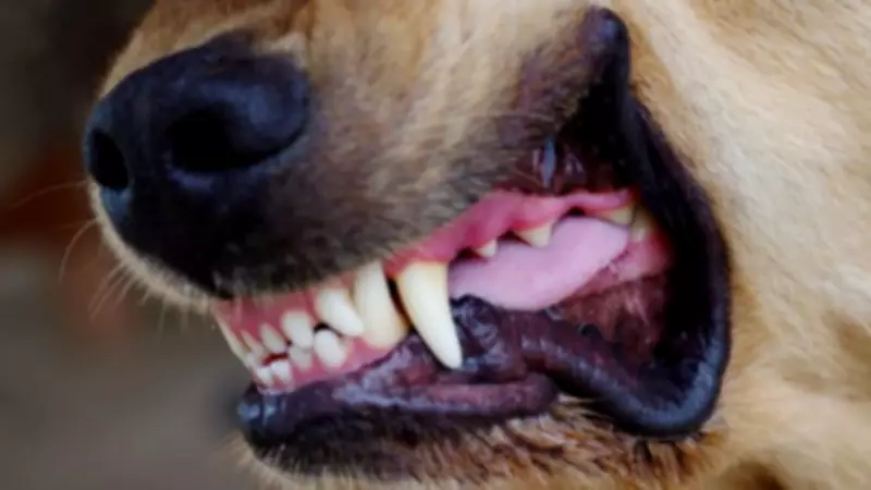 Dog Attacks Surge: 29,400 Injuries in 2025, Double 2020 Numbers