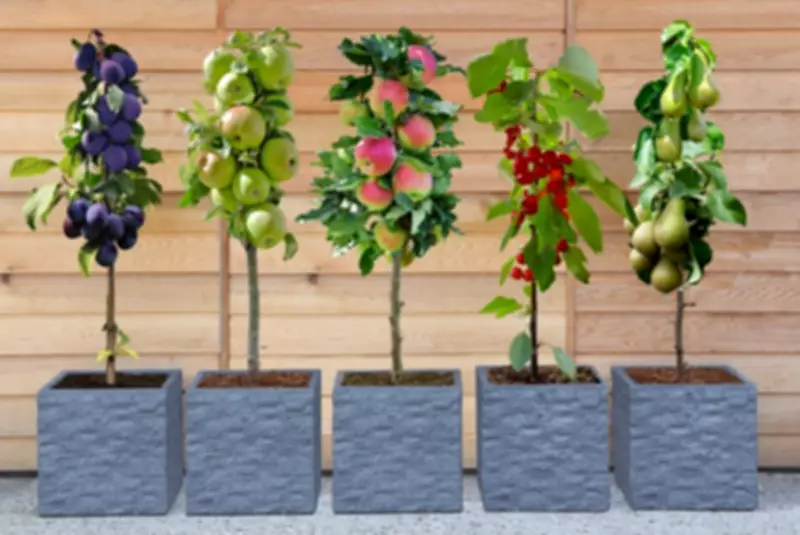 Dwarf Fruit Trees for £6.99: Snapping Up Patio Plants at 53% Off