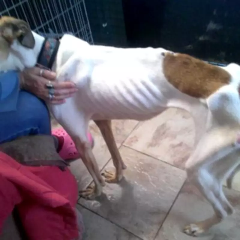 Emaciated Lurcher Found 'Close to Death' After Being Dumped at Malvern Hills