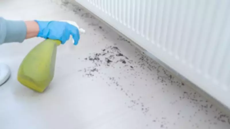 Experts Warn: Act Now to Keep Flies and Ants Out of Your Home