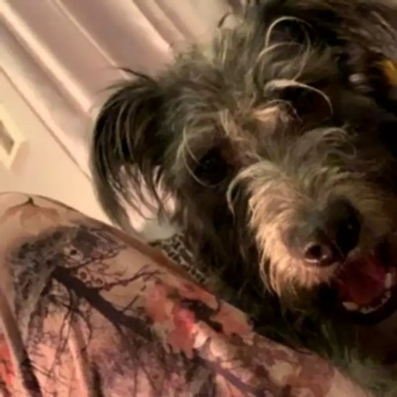 Family Lurcher Dog Kills Teen Owner in Essex, Prompting UK-Wide Warning