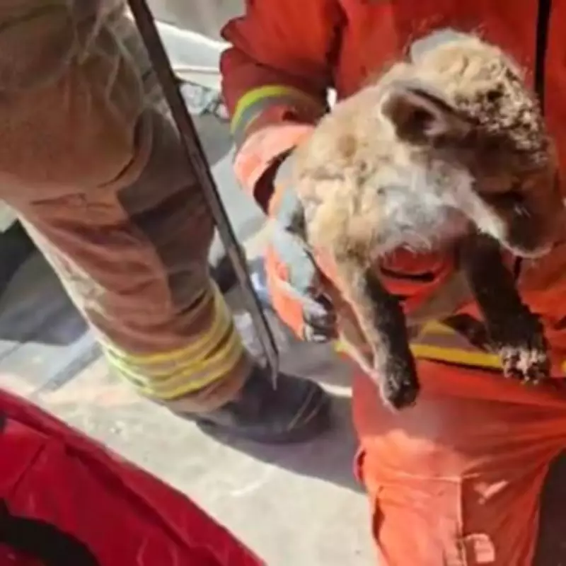 Firefighters Rescue Three Orphaned Fox Cubs Trapped in Leicester Wall Gap
