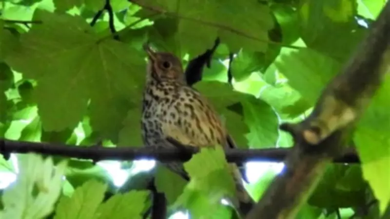Garden Detective: Resident Song Thrush Identified Through Unique Bird Call Transcription