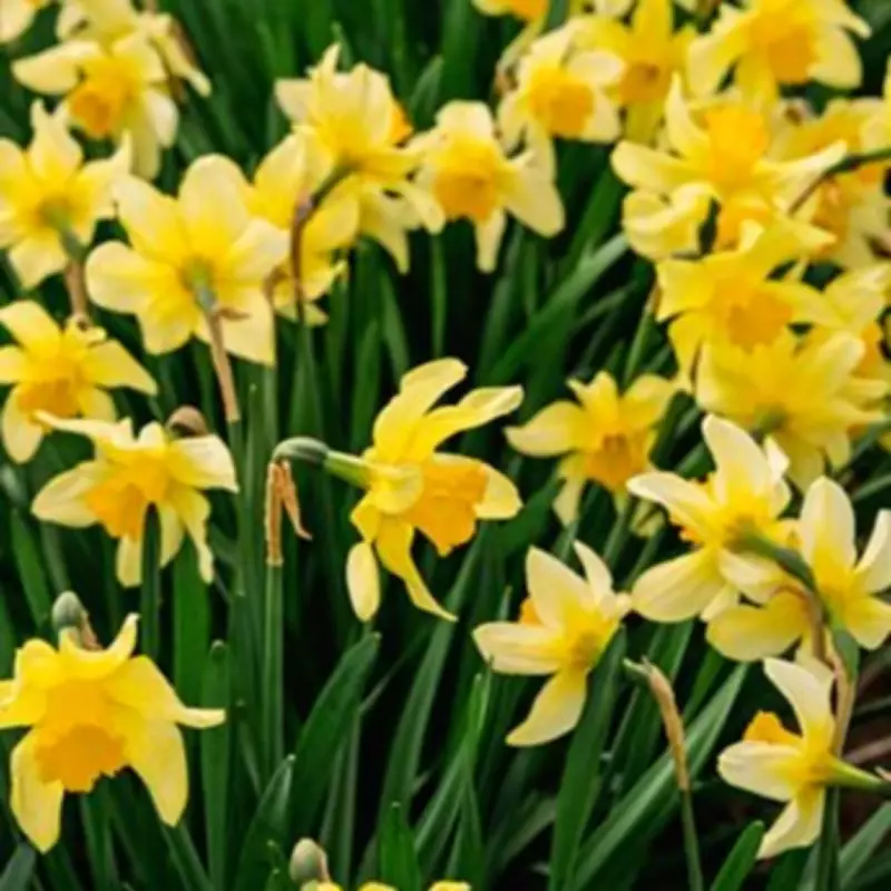 Gardeners Urged to Deadhead Daffodils in April for Better Blooms Next Year