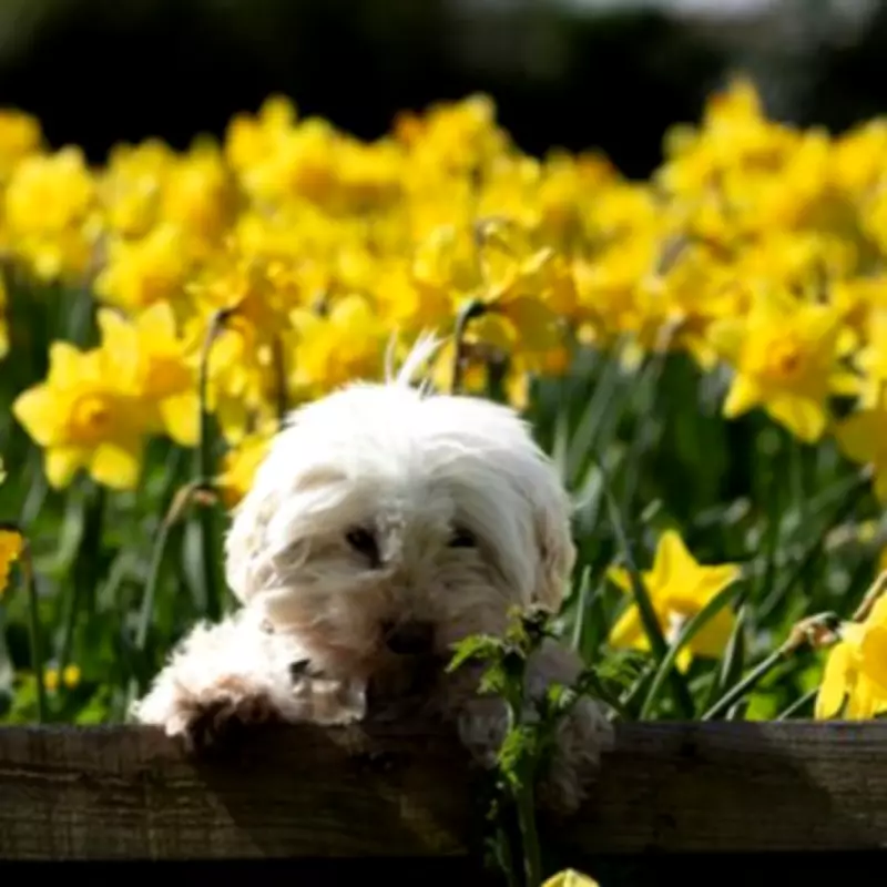 Gardeners Urged to Deadhead Daffodils Now for a Spectacular Spring Display Next Year