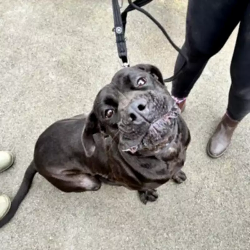 Inside Birmingham Dogs Home: A Place of Hope, Not Just Waiting