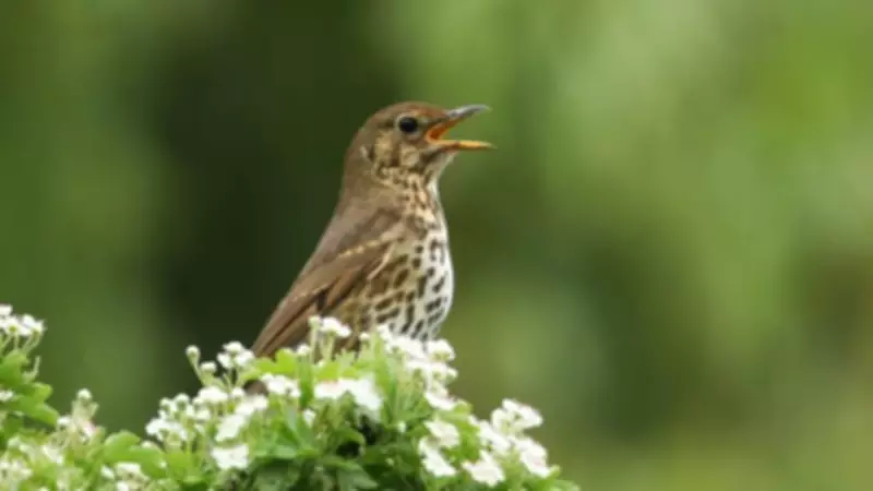 International Dawn Chorus Day 2025: Celebrating Bird Song Across the UK