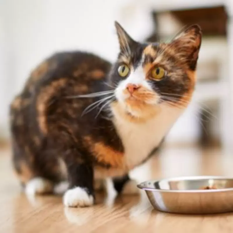 Lichfield to Get Region's First Pet Crematorium at Former Vet Clinic