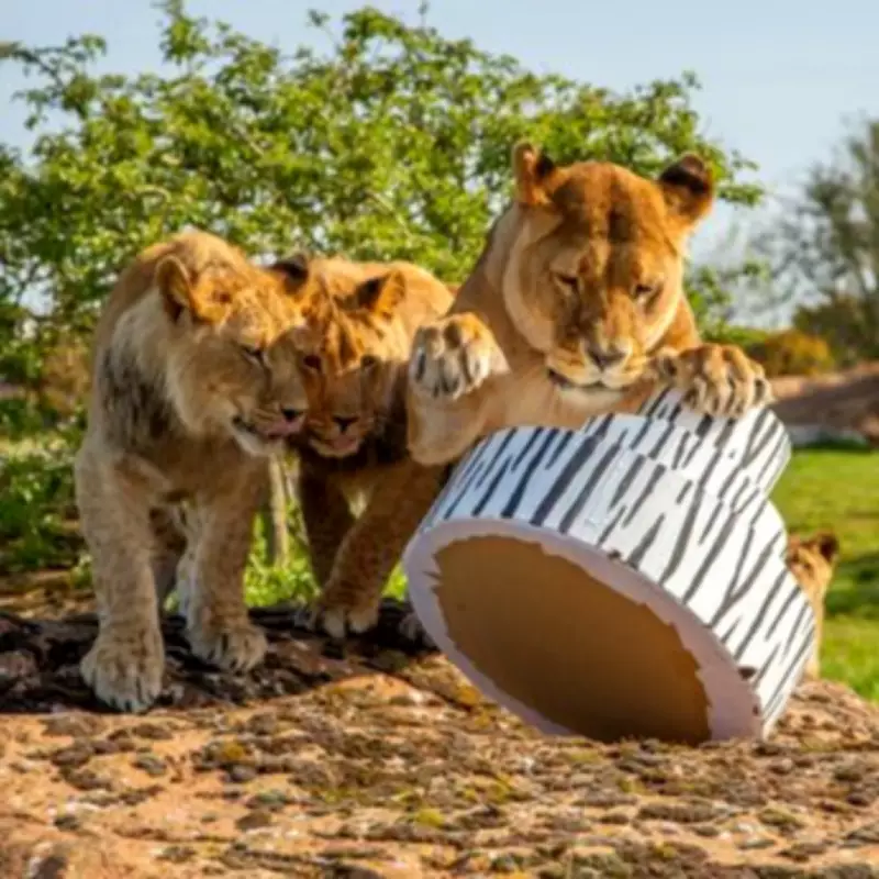 Lion Cub Triplets at West Midlands Safari Park Celebrate First Birthday with Cake Smash