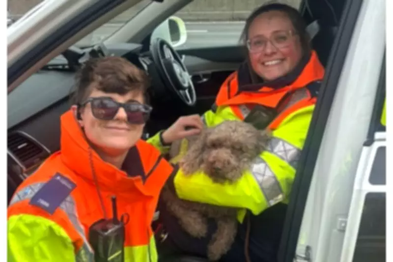 M6 Dog Rescue: Frantic Drivers Save Sproodle Murphy After Escape