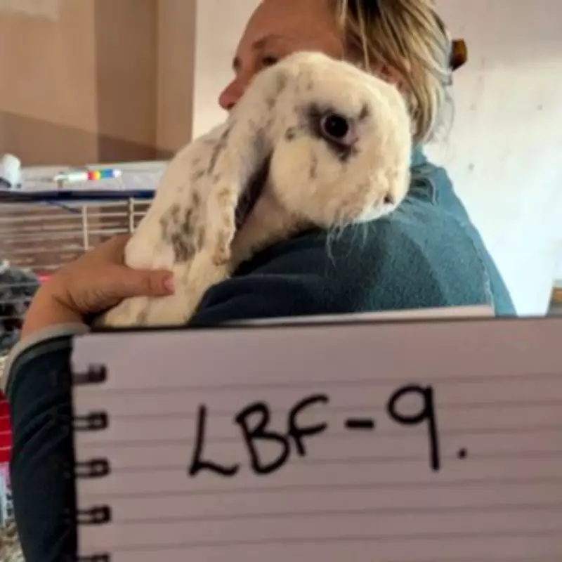 Midlands Couple Dumps 90 Rabbits in Woods; Many Die