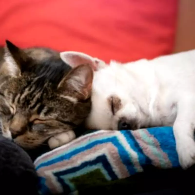 New Pet Rules for Renters in England from May 1, 2026
