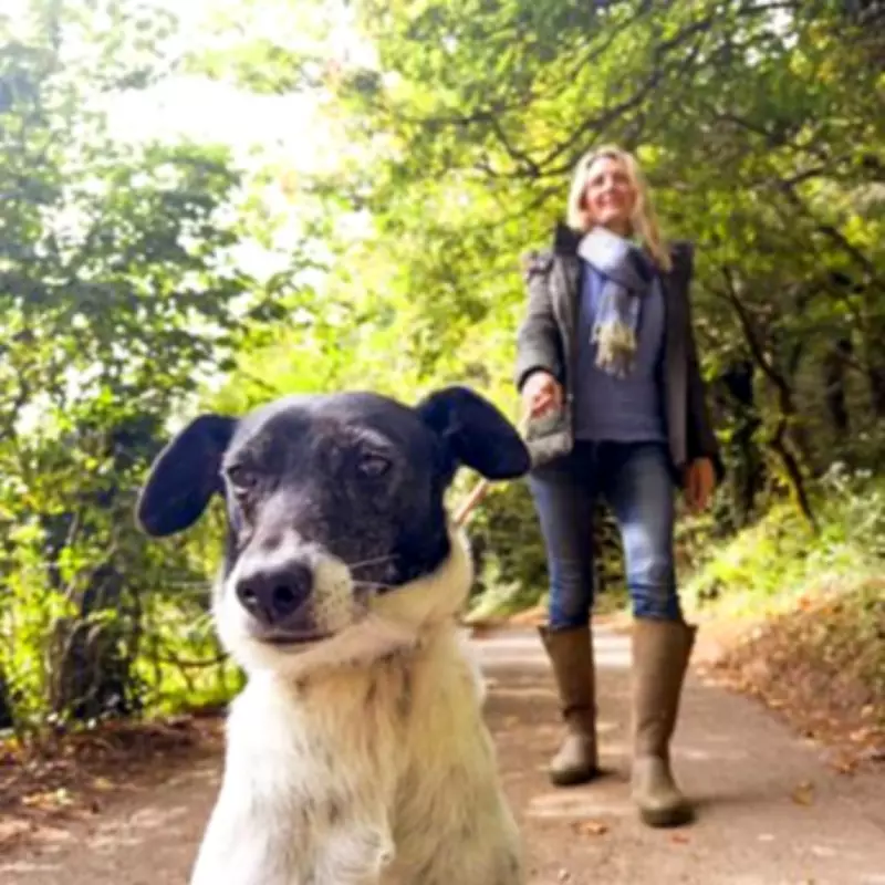 New UK Dog Walking Rules Start May 1: £1,000 Fines for Beach Violations