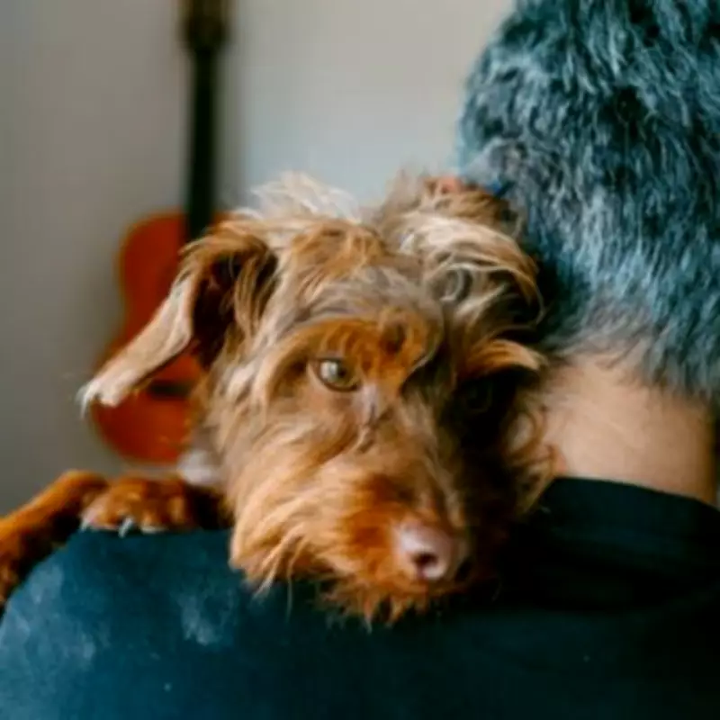 New UK Vet Fee Cap Could Save Pet Owners Up to £1,400 Annually