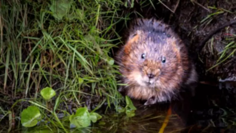 New Water Vole Populations Found in Peak District and South Pennines